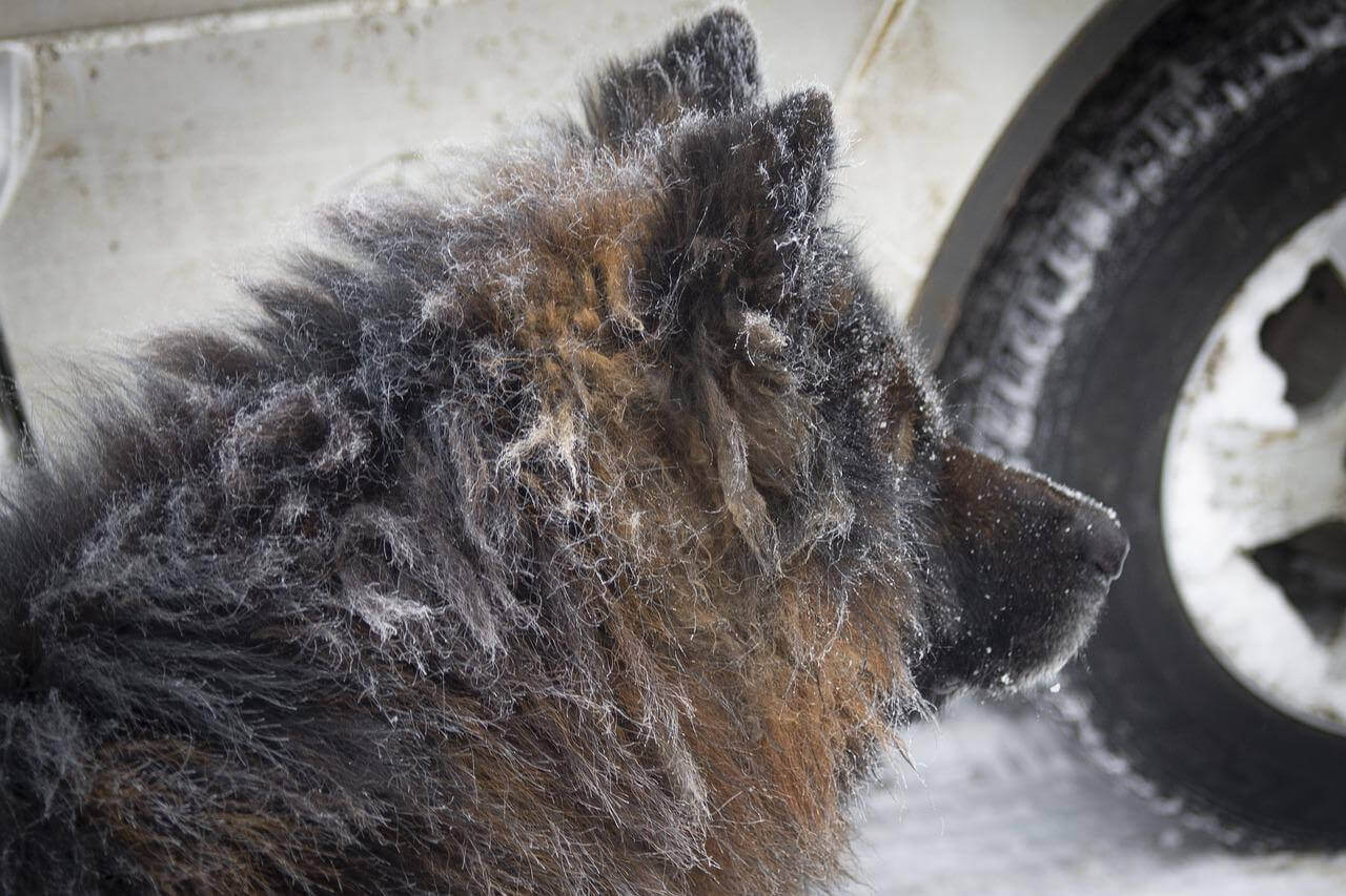 German Shepherd Shedding When GSD Shed and How to Deal with It