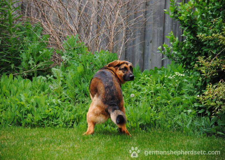 German Shepherd Puppy Potty Train Process and Useful Tips