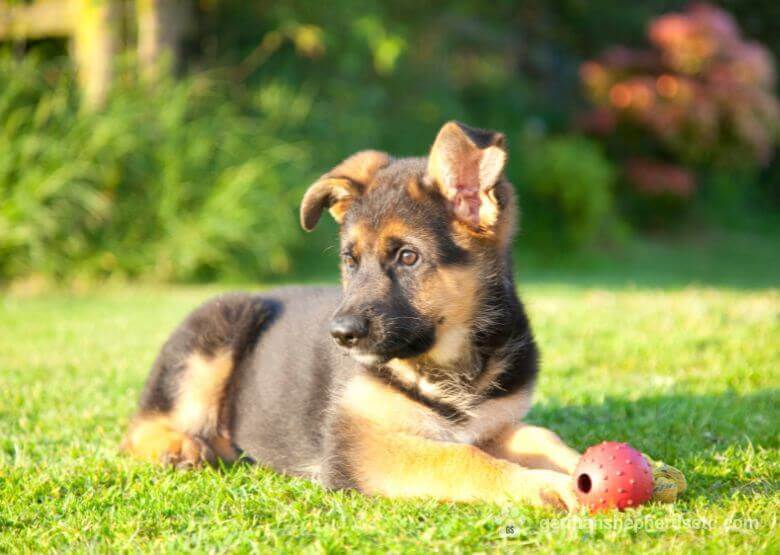 Top Female German Shepherd Names Find Your Perfect Match
