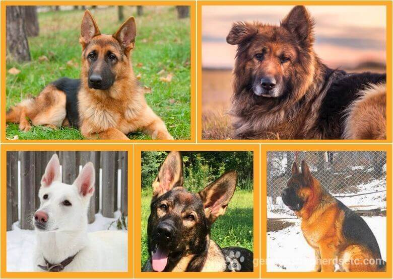 How Many Types Of German Shepherd Are There