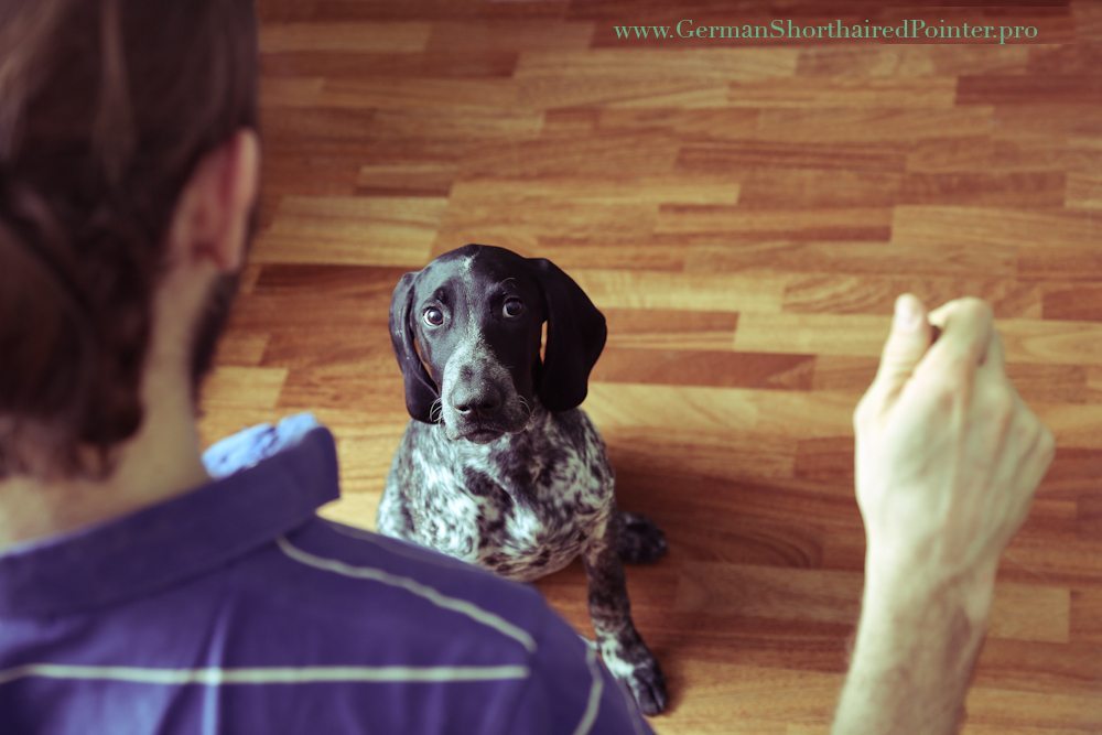 7 Tips How To Build A Contact Between You And Your Dog German