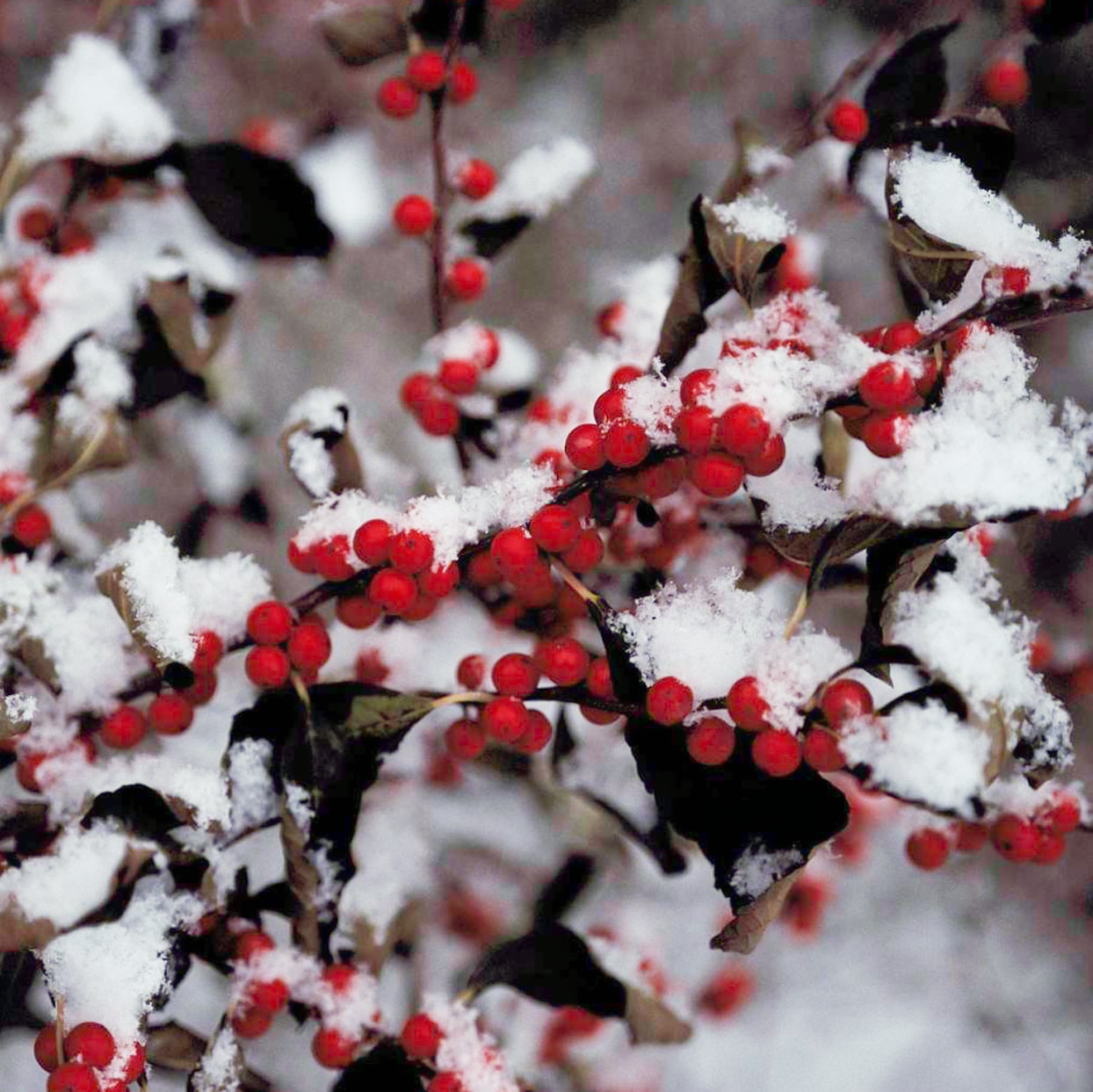 6 Winter Landscaping Tips