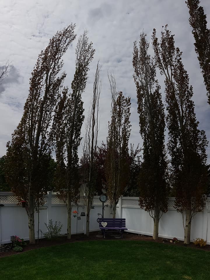 Gerry's Cheapest Tree Removal Edmonton Arborist Tree Services