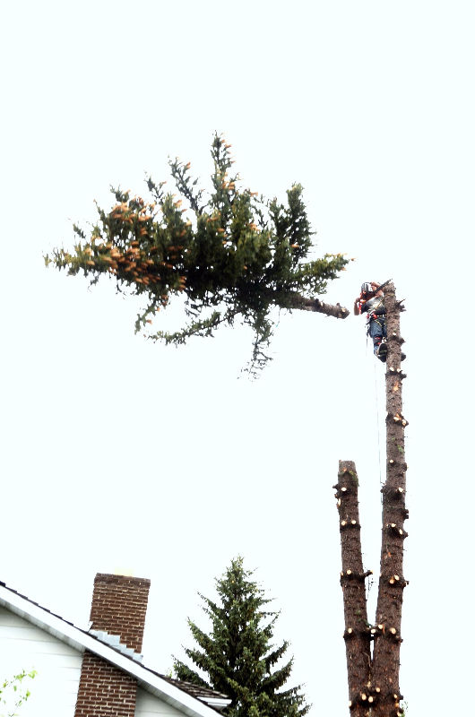 Gerry's Cheapest Tree Removal Edmonton Arborist Tree Services