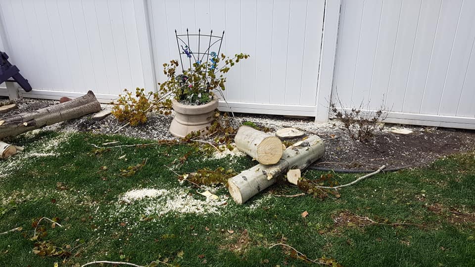 Gerry's Cheapest Tree Removal Edmonton Arborist Tree Services