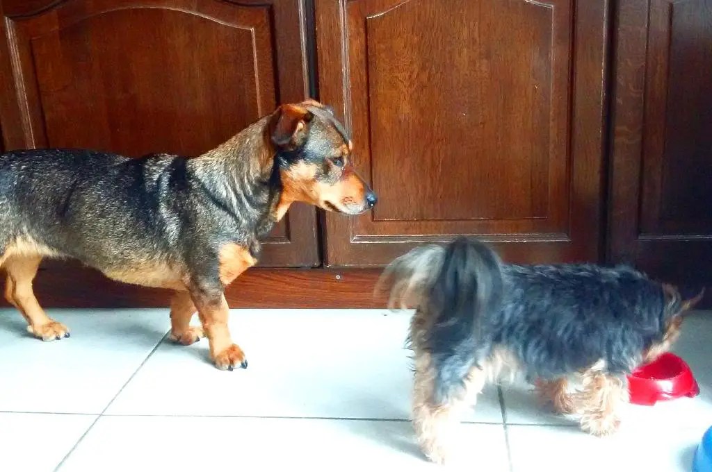 Schonkost für Hunde Rezepte & Hausmittel bei Durchfall