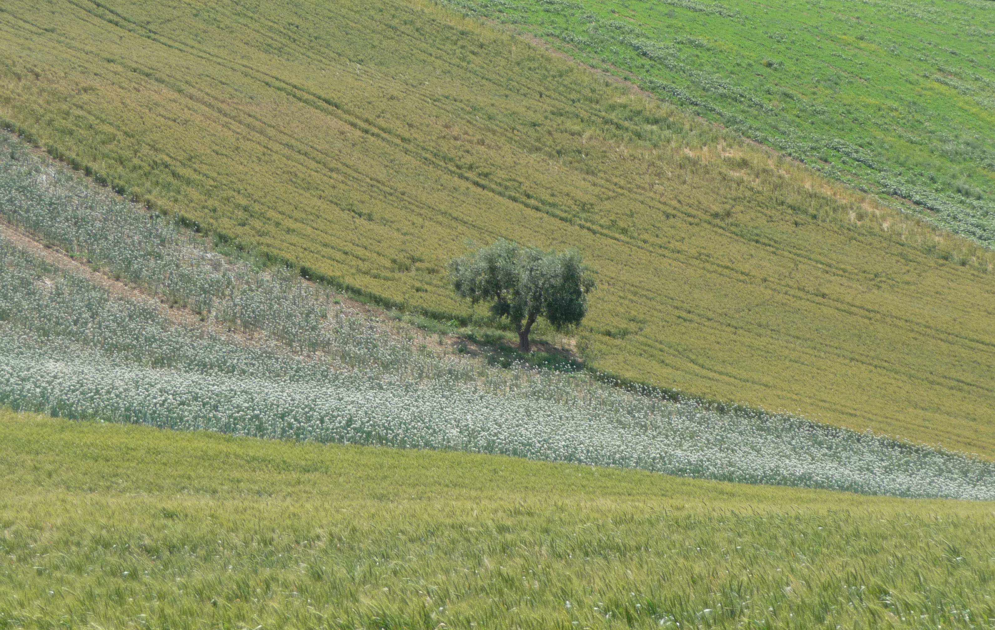 Wallpaper green, lines 3180x2016 814756 HD Wallpapers WallHere