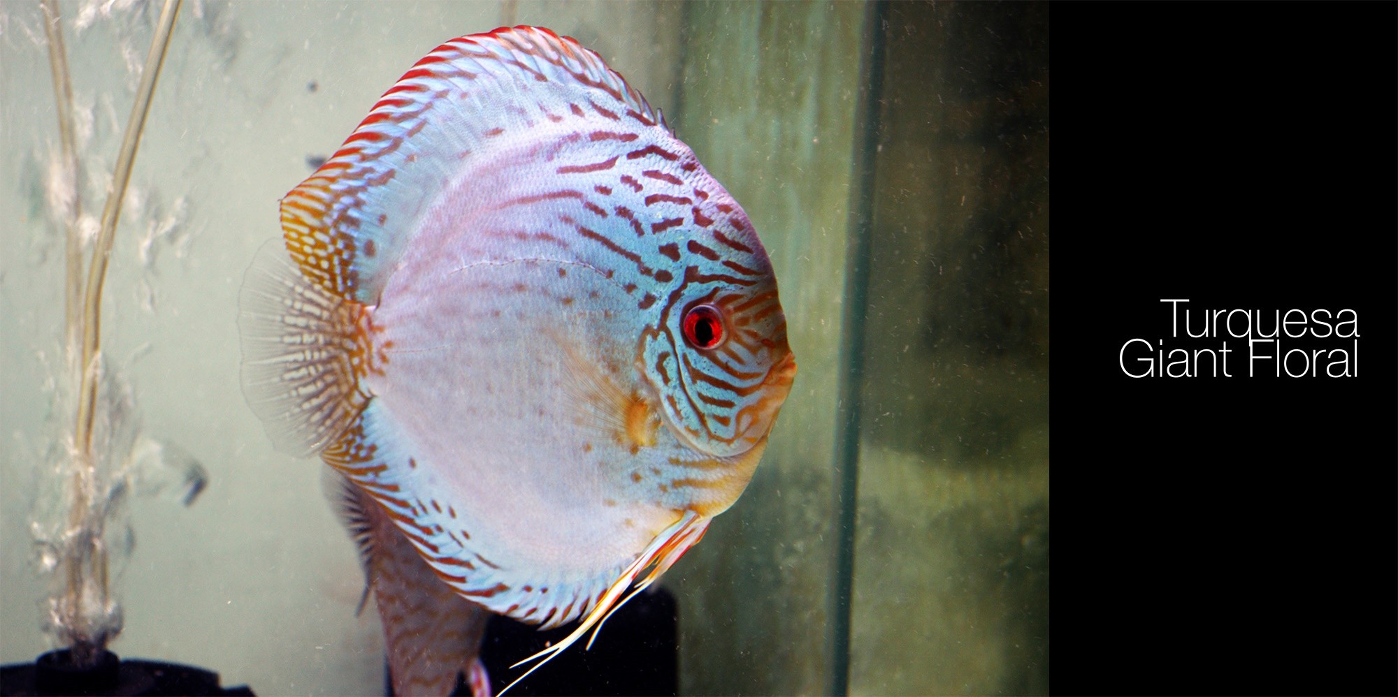 Wallpaper red, fish, Discus Fish, color 2000x998 mxdp1 83603 HD