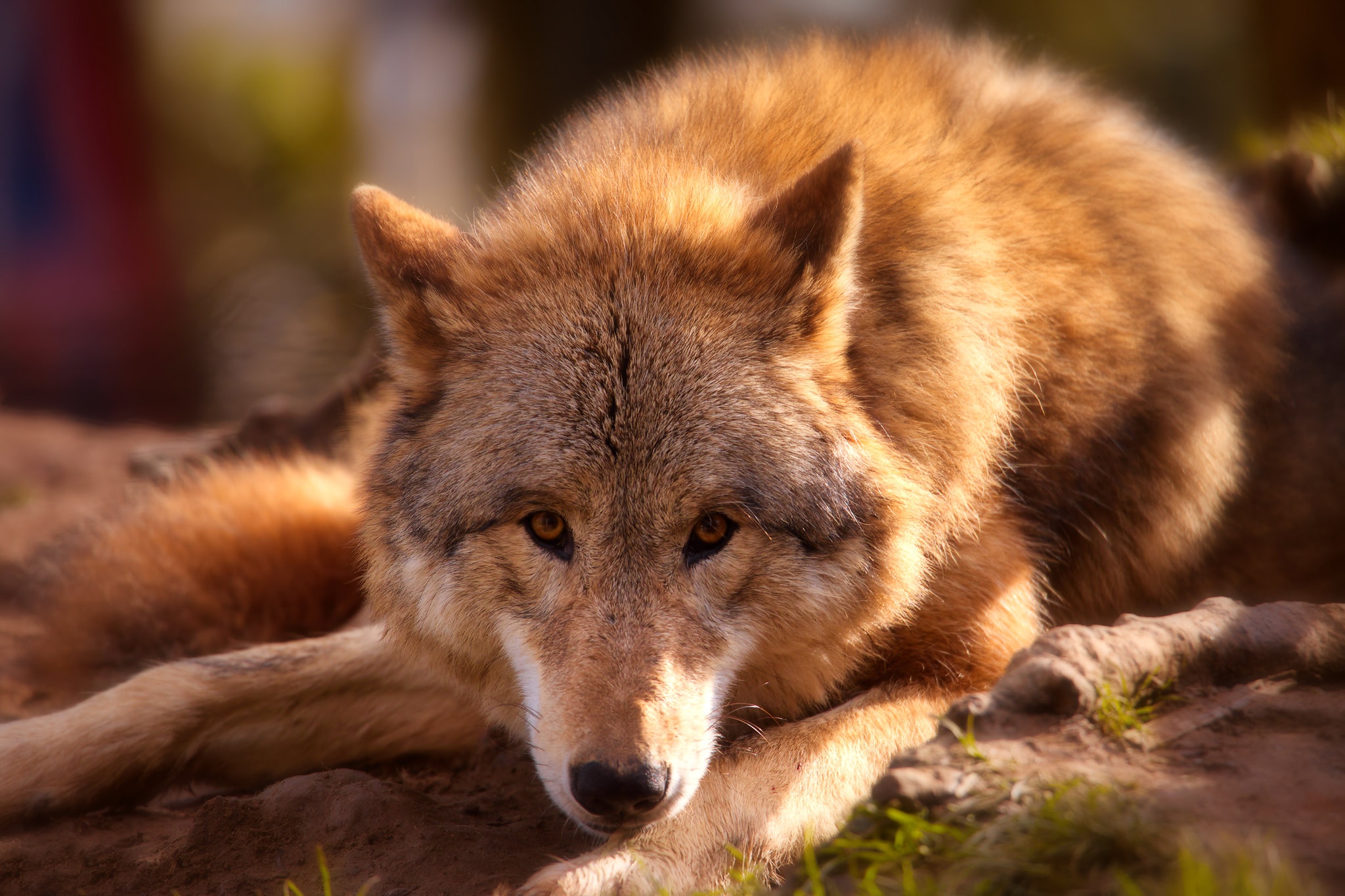 djurlampor Bakgrundsbilder : Varg, Djur, Lampor 2048X1365 - Joewestline - 1800737 - Bakgrundsbilder Gratis - Wallhere