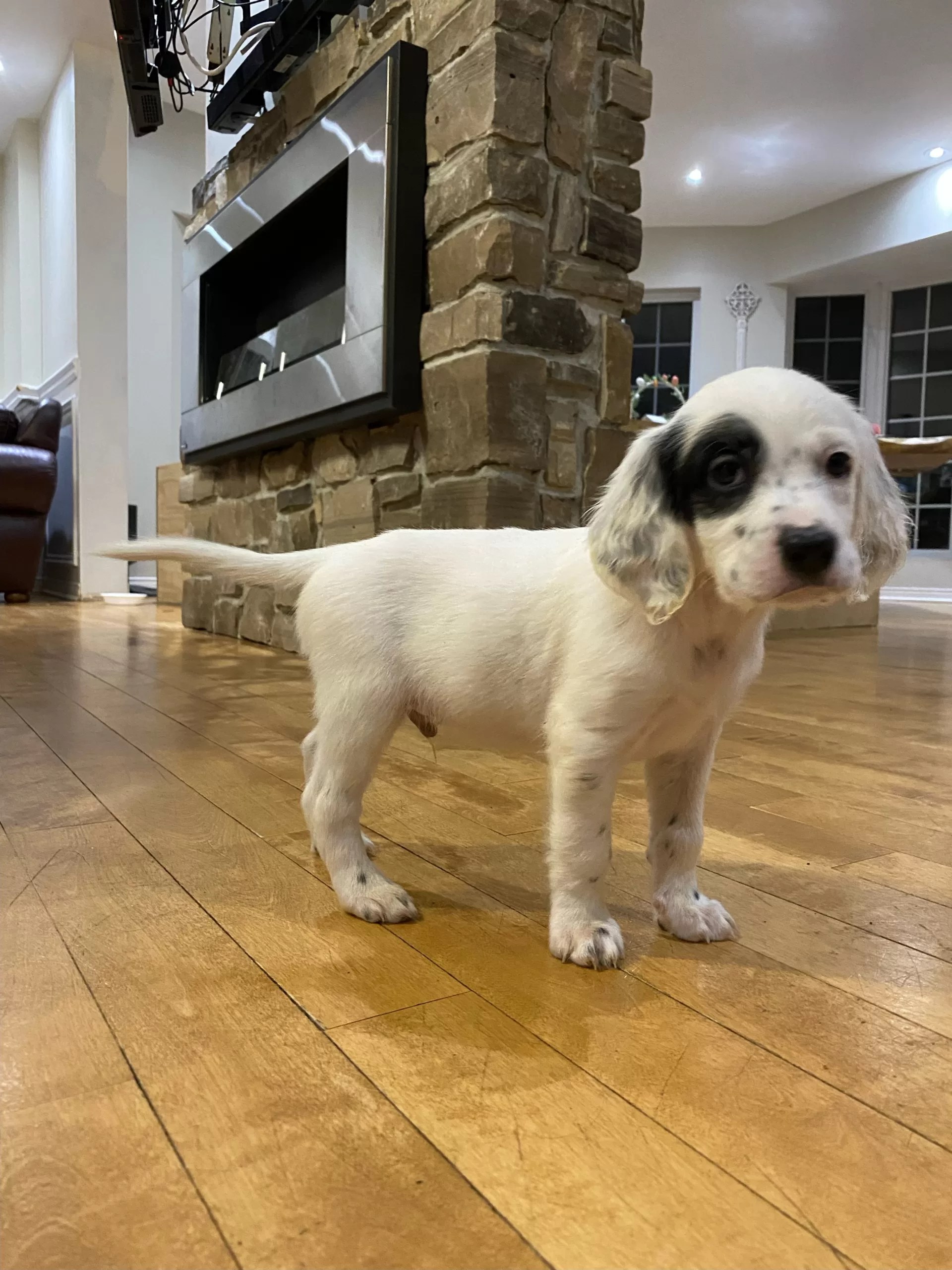 English Setter Puppies Getapuppy