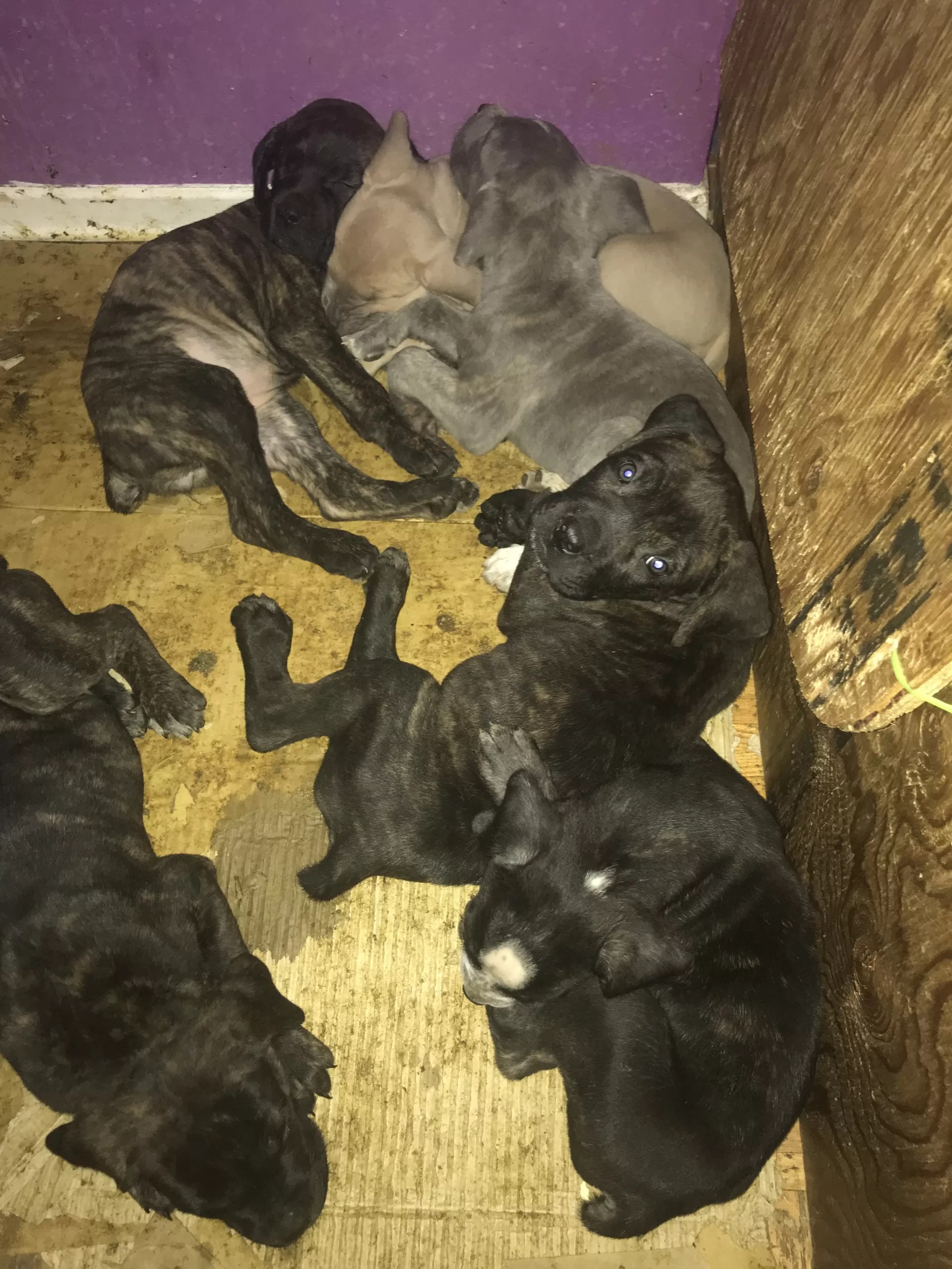 6 cane corso puppies Getapuppy