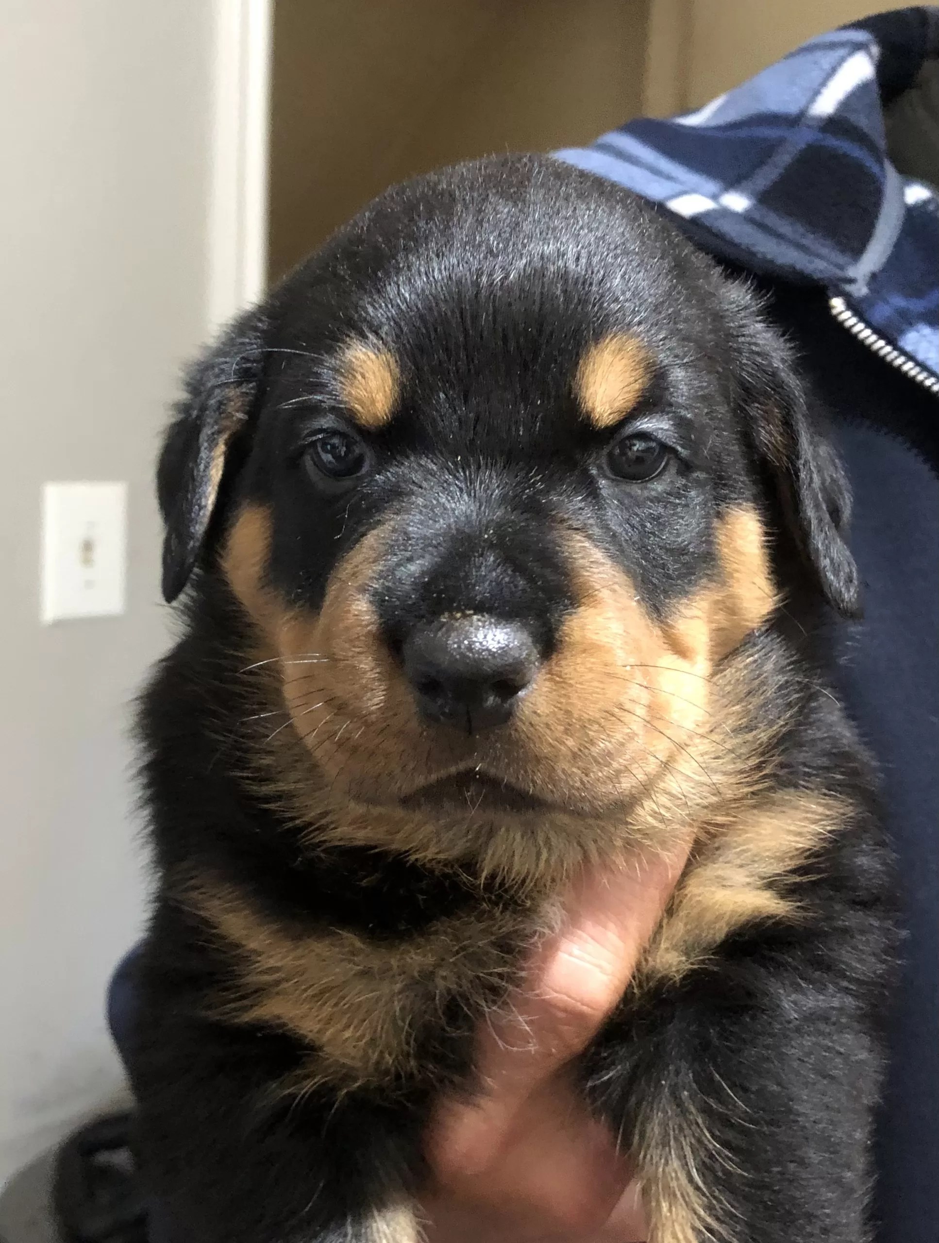 Rottweiler Puppies Getapuppy