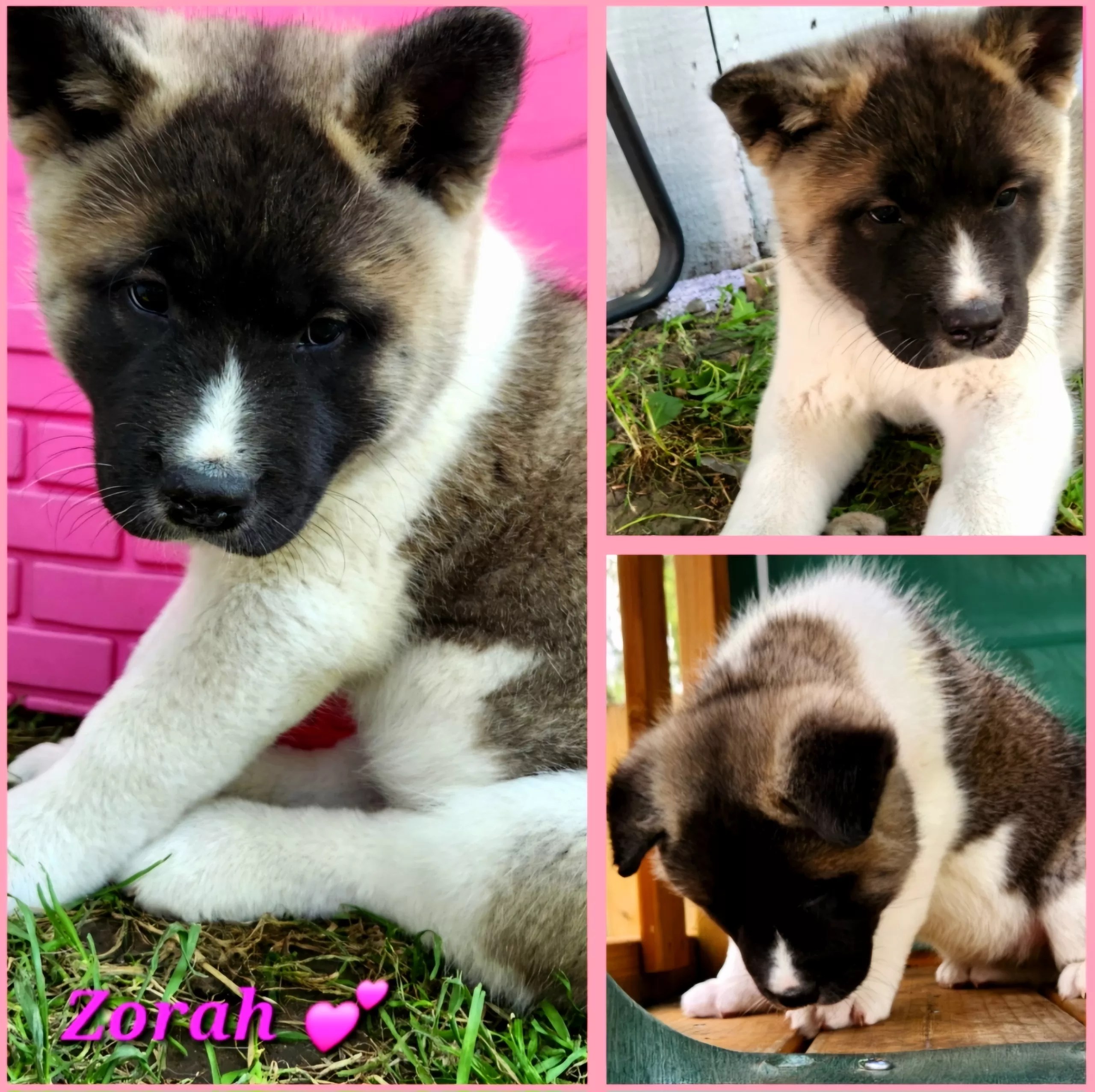 American Akita Puppies Getapuppy