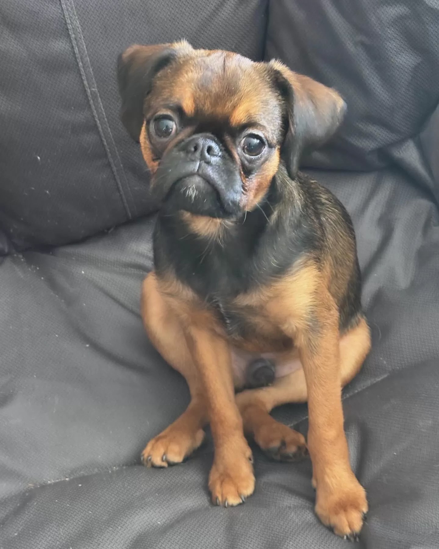 Male Brussels Griffon (smooth coat / Petit Brabancon) Getapuppy