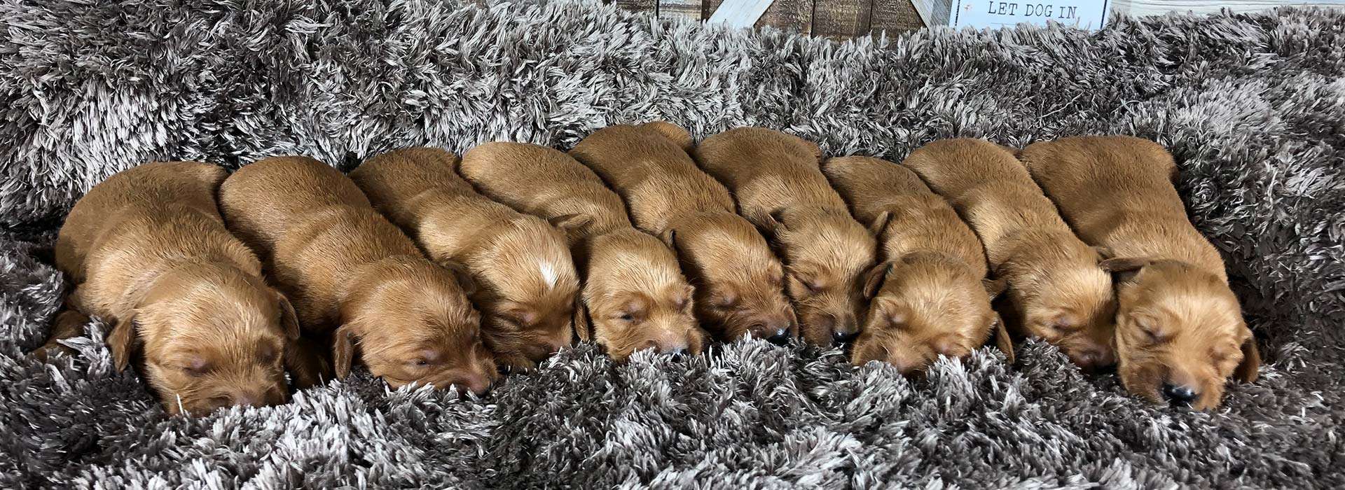 For Sale Litters at Sunnyside Meadows