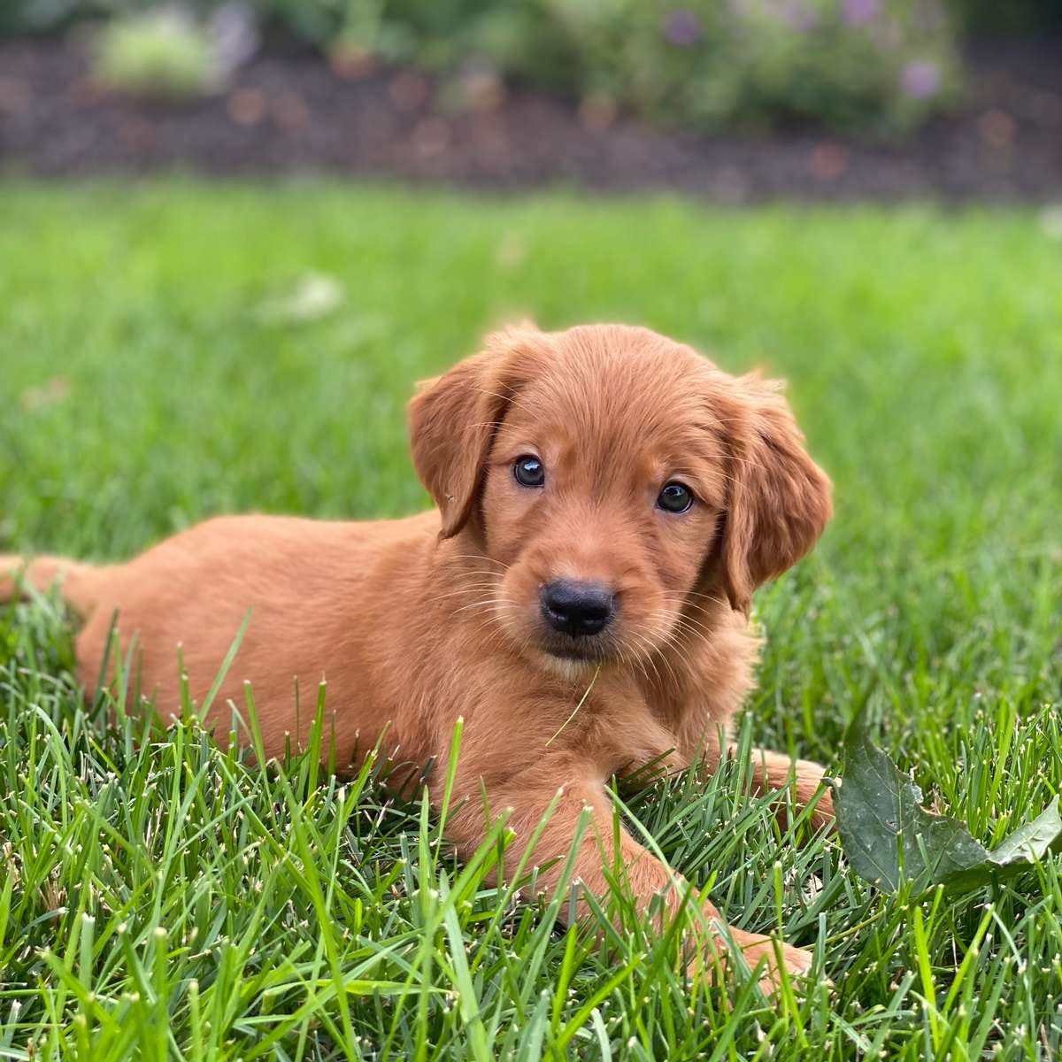 Field Golden Retrievers For Sale in Indiana Field Golden Puppies