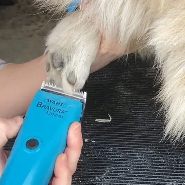 8 Best Dog Clippers for Goldendoodles & Labradoodles for a HassleFree Grooming