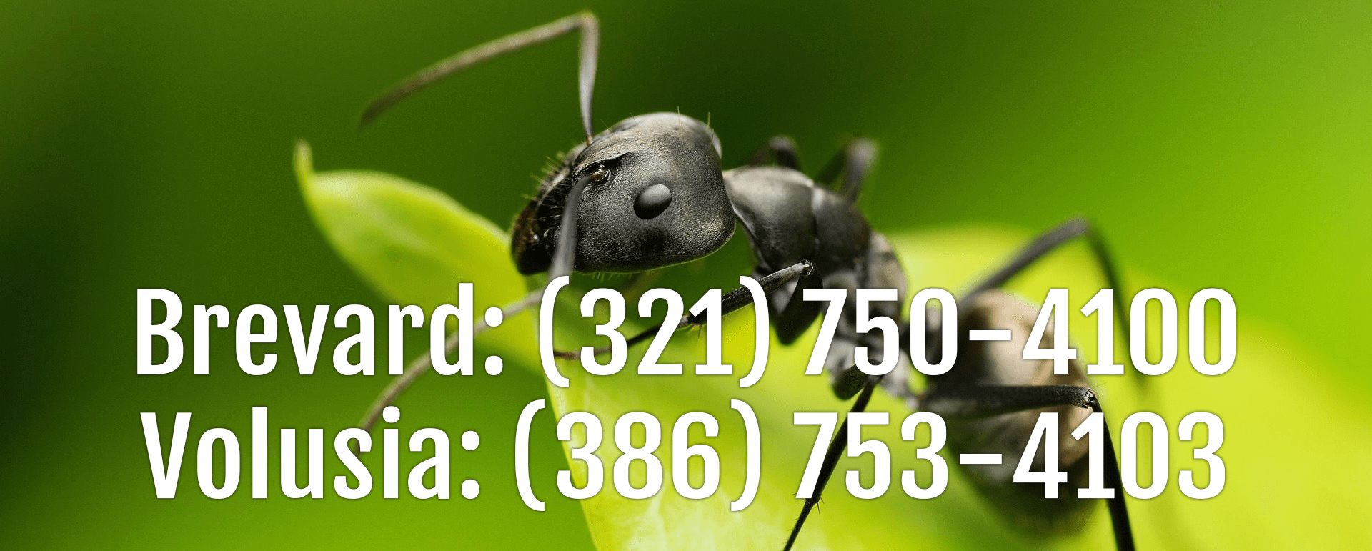 Termite & Pest Control Service Company Suntree FL Suntree FL Home and