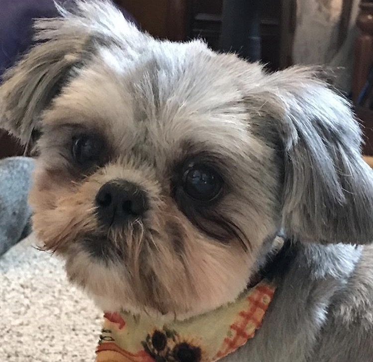 My Dog Licked a Toad Seizure! Foaming at the Mouth! Get Better Wellness