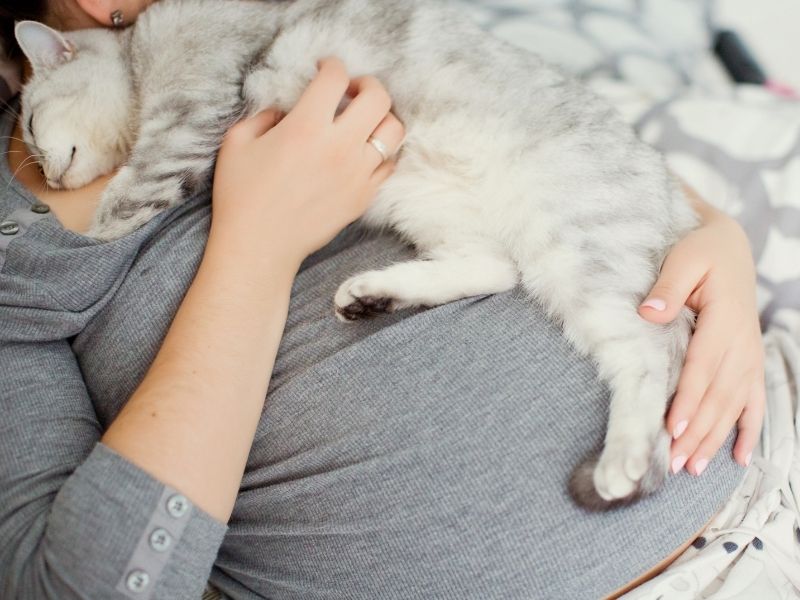 Can Cats Sense Pregnancy in SoontoBe Mommies? Blessed