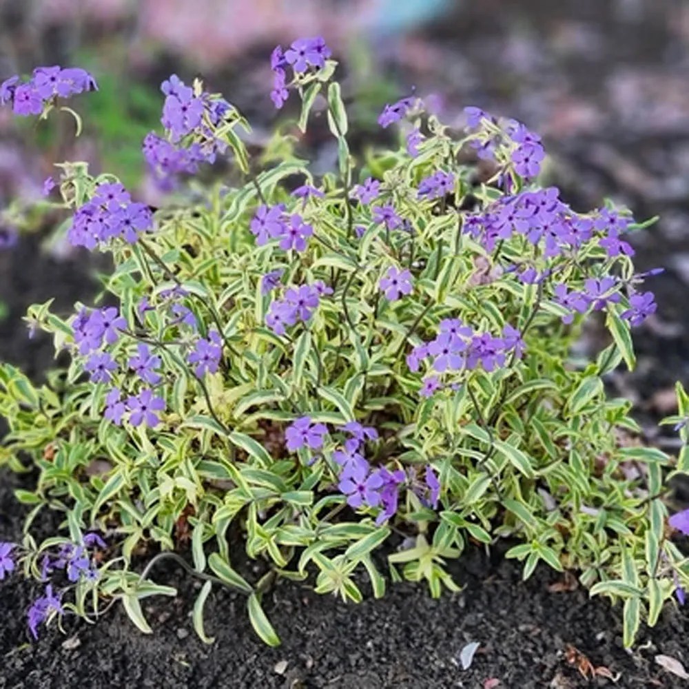 Phlox 'Blue Ribbons' BloomBox