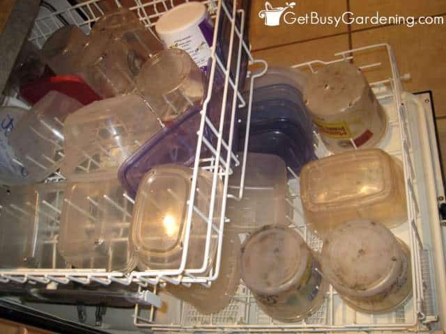 Dirty winter sowing containers loaded into the dishwasher.