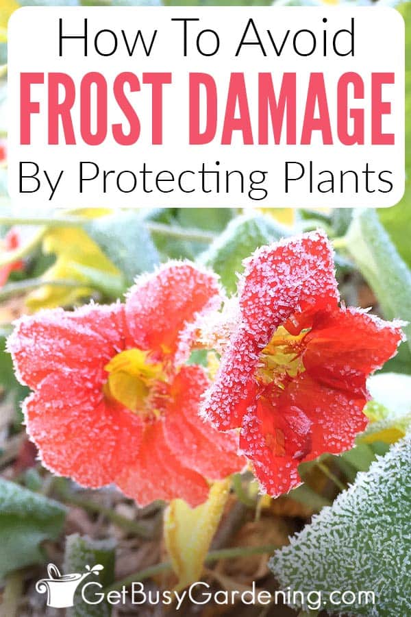 How To Protect Plants From Frost Damage Get Busy Gardening