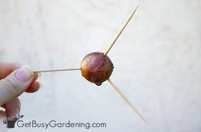 An avocado pit with 3 toothpicks stuck in it