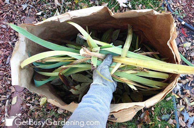 Discarding iris waste in garbage