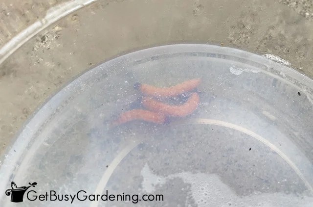 Drowning iris borers in soapy water