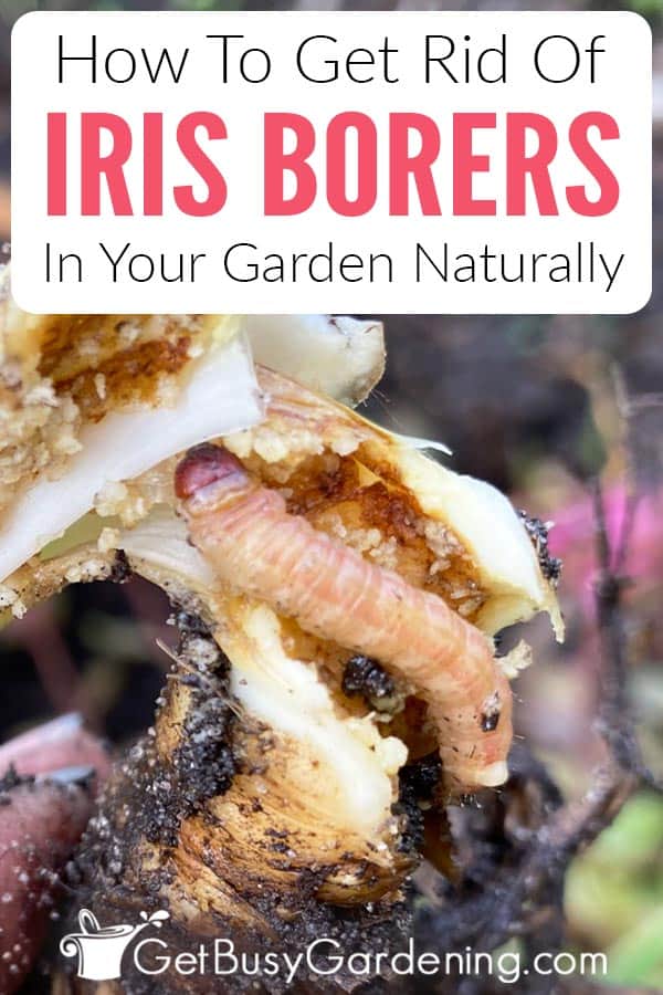 How To Get Rid Of Iris Borers In Your Garden Naturally