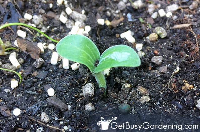 A seedling germinating in my garden