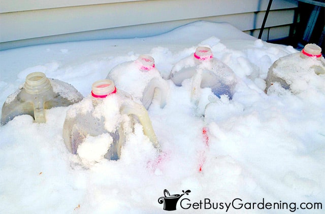 Containers of seeds from the winter sowing method