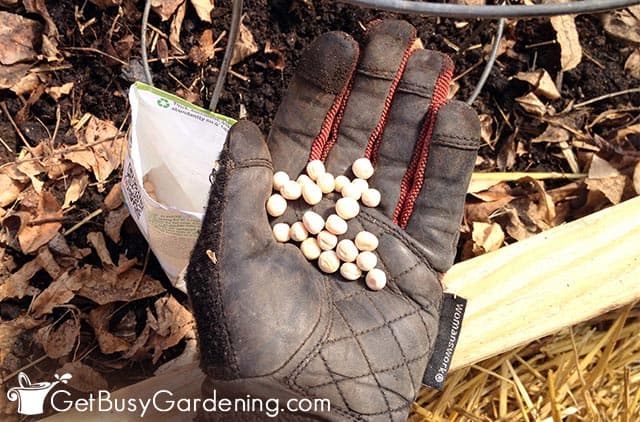 Starting seeds with the direct sowing method