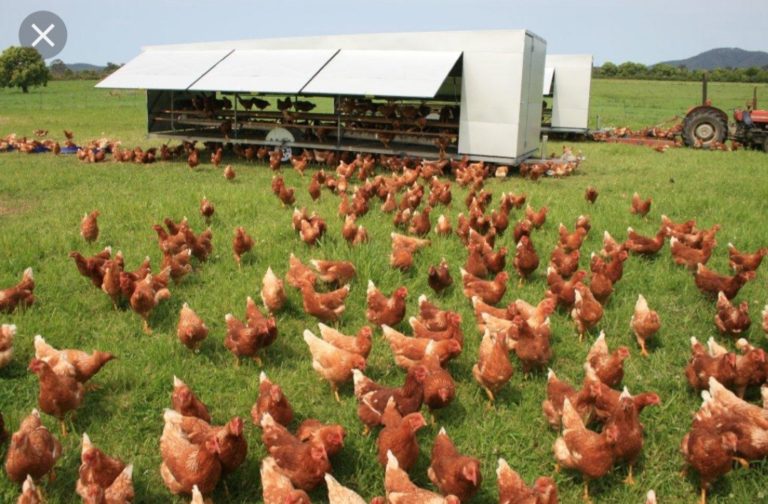Organic Chicken Farming