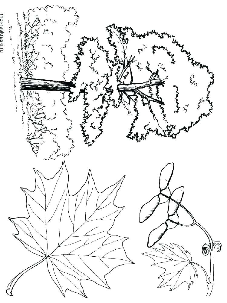 Maple Tree Coloring Page at GetDrawings Free download