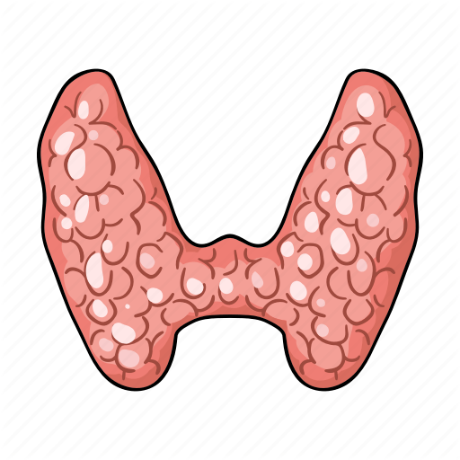 The best free Thyroid icon images. Download from 30 free icons of