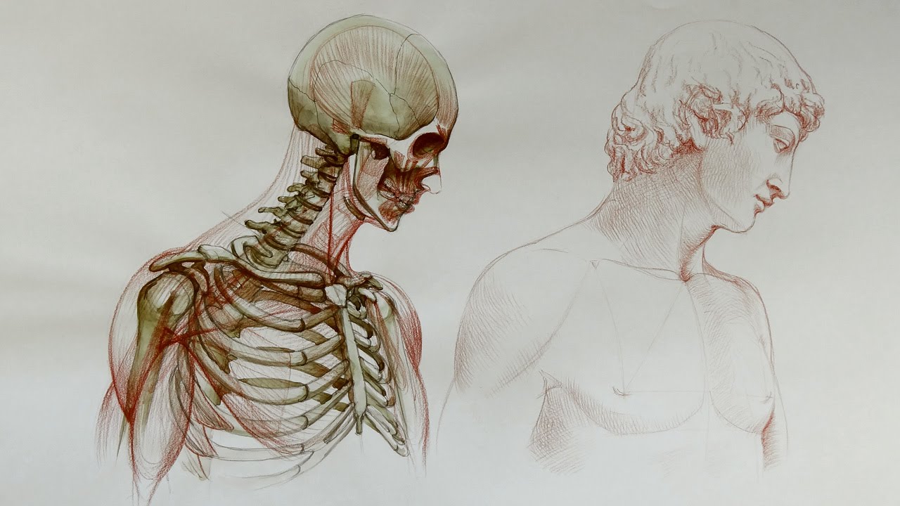 Anatomy Drawing at GetDrawings Free download