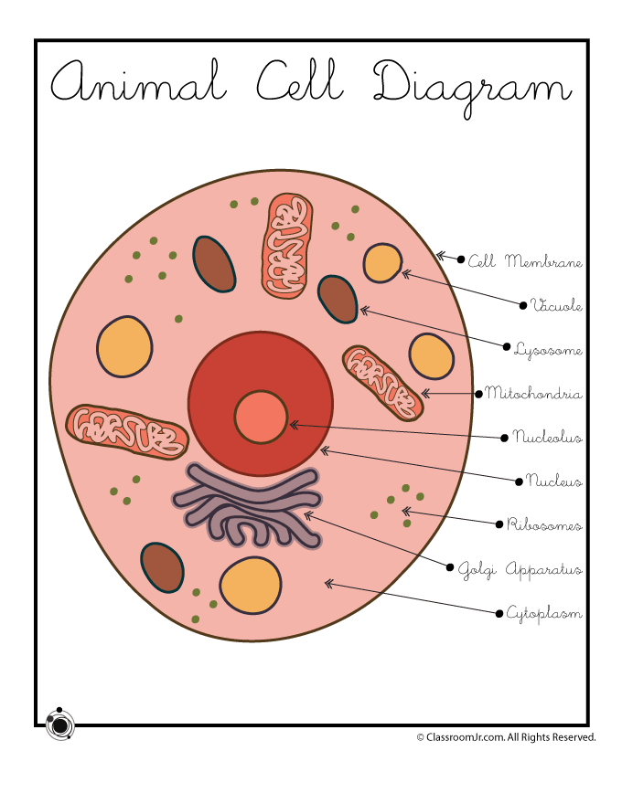 Animal Cell Drawing at GetDrawings Free download