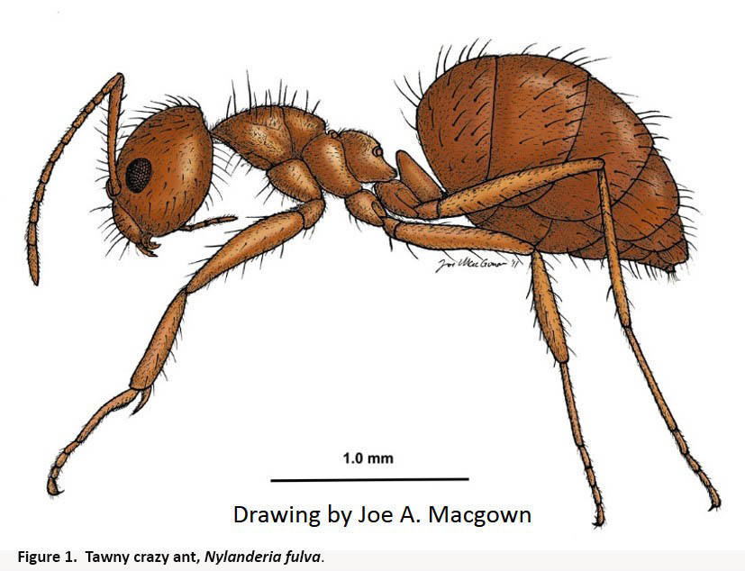 Ants Drawing at GetDrawings Free download