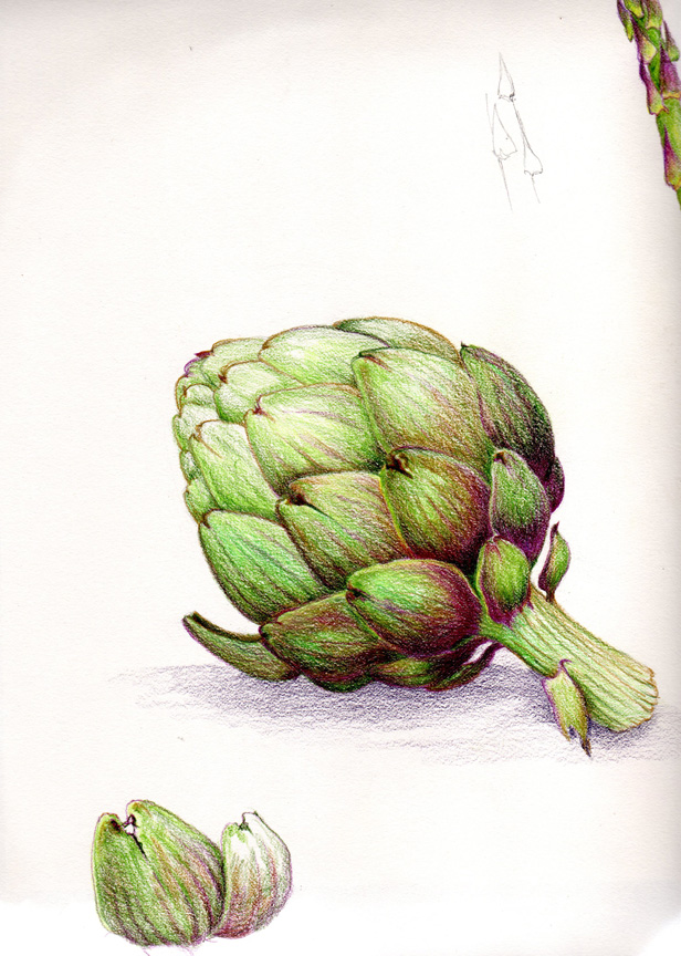 Artichoke Drawing at GetDrawings Free download