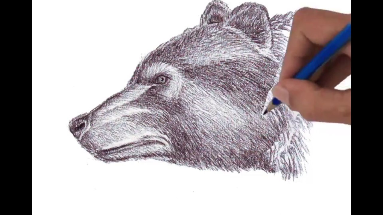 Bear Head Drawing at GetDrawings Free download