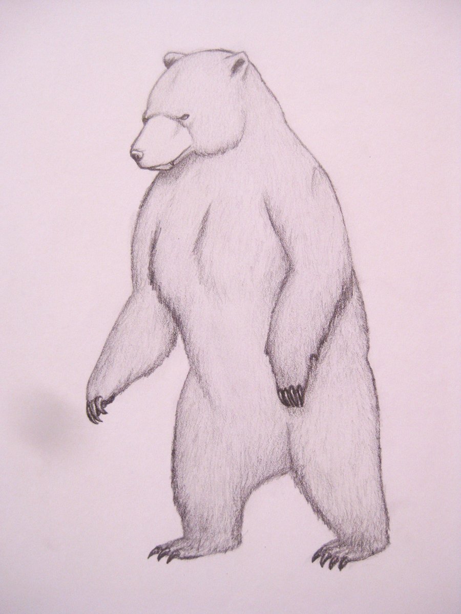 Bear Standing Up Drawing at GetDrawings Free download