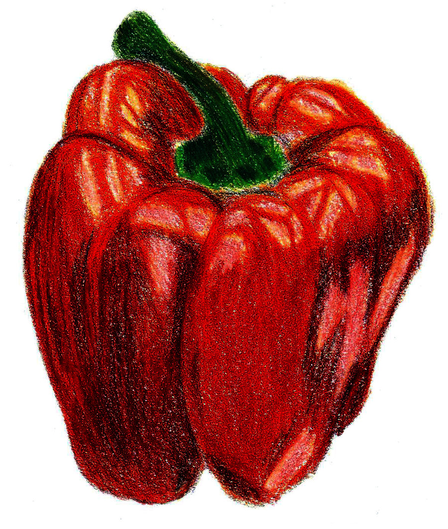 Bell Pepper Drawing at GetDrawings Free download