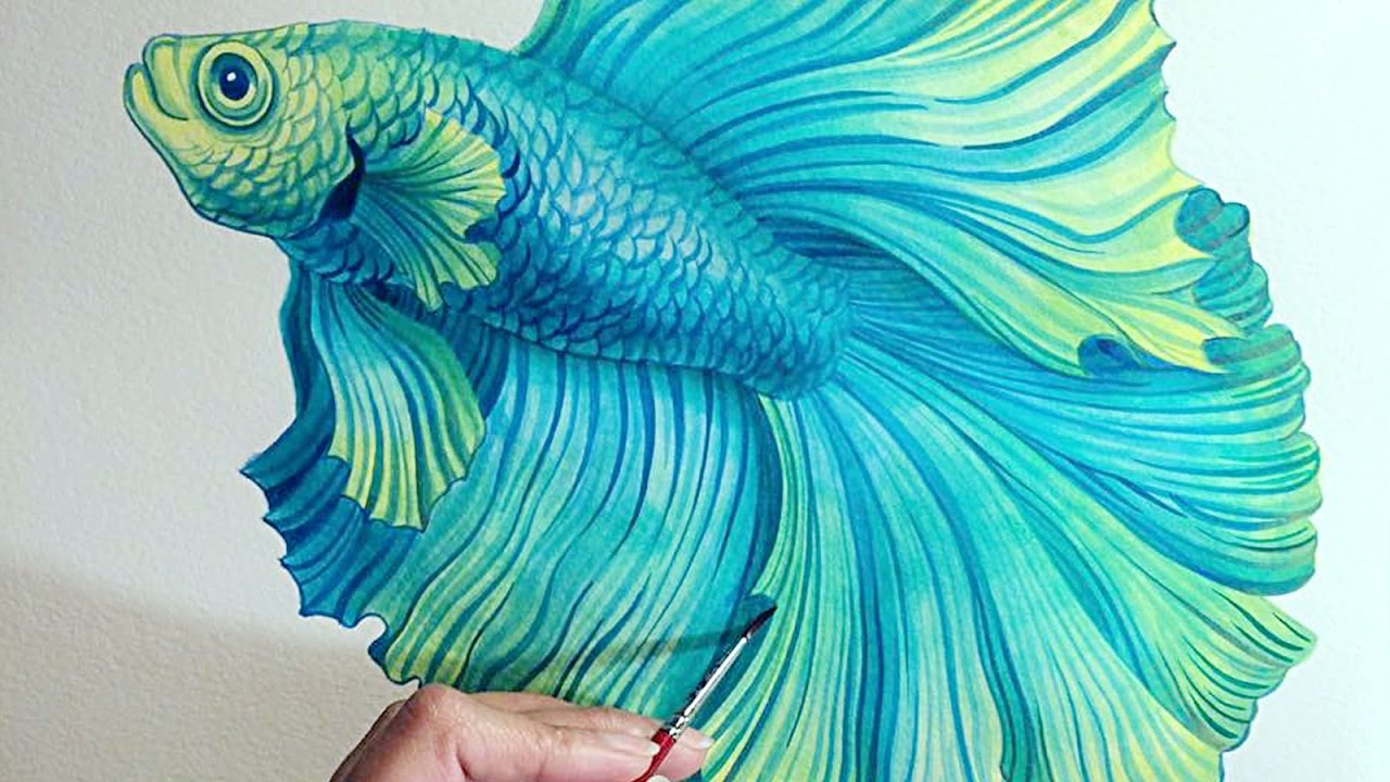Beta Fish Drawing at GetDrawings Free download