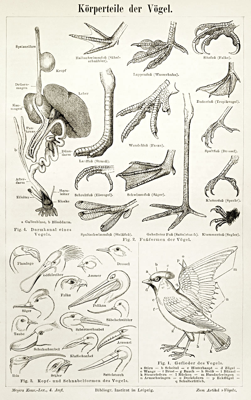 Bird Anatomy Drawing at GetDrawings Free download