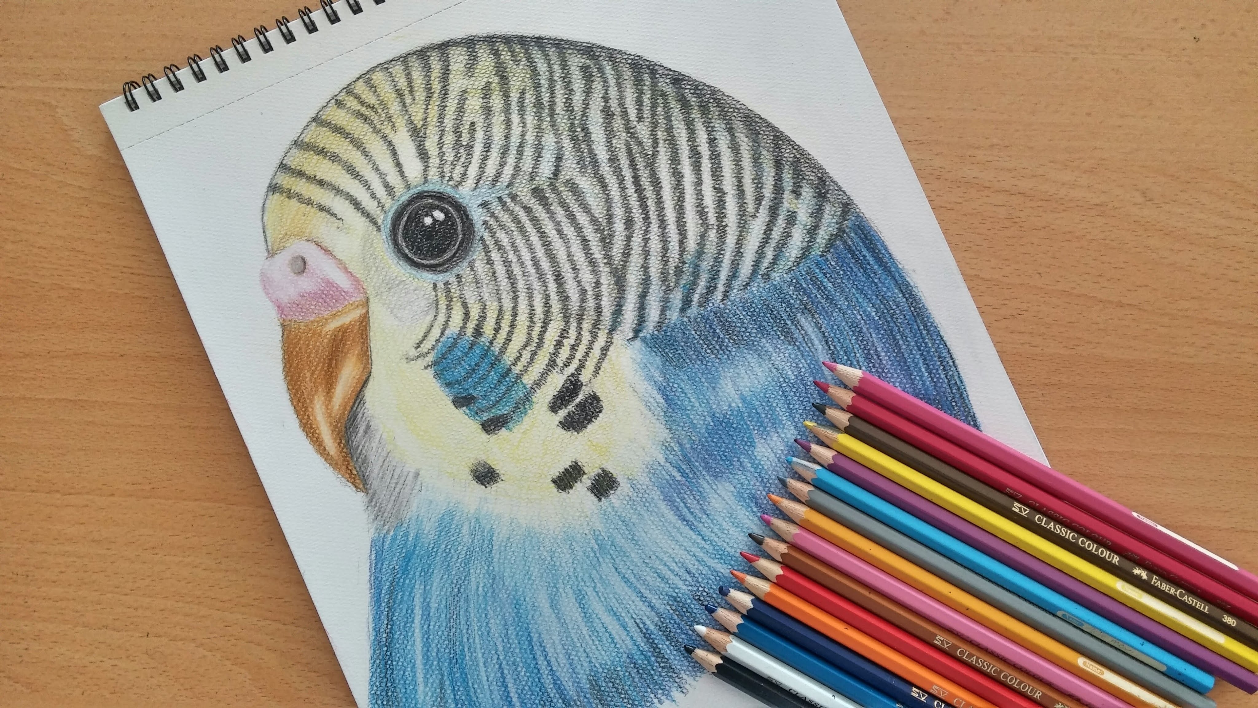 Budgie Drawing at GetDrawings Free download