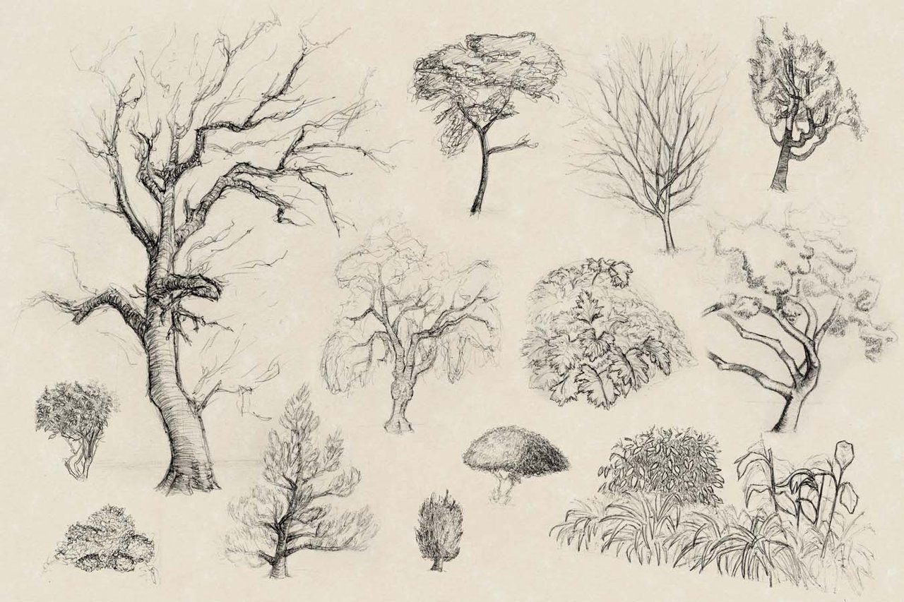 Bushes Pencil Drawing at GetDrawings Free download