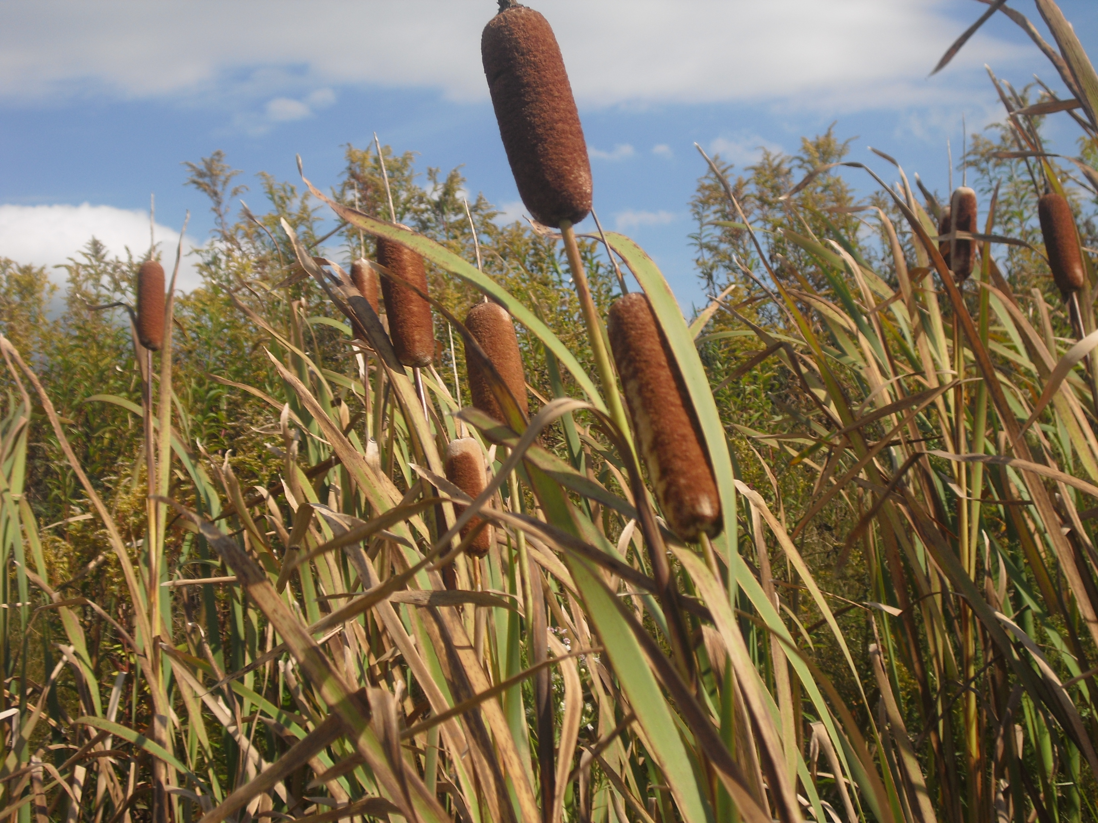 Cattails Drawing at GetDrawings Free download