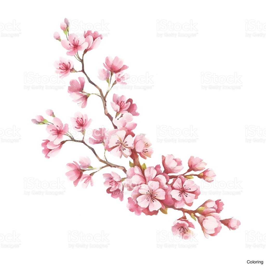Cherry Tree Drawing at GetDrawings Free download